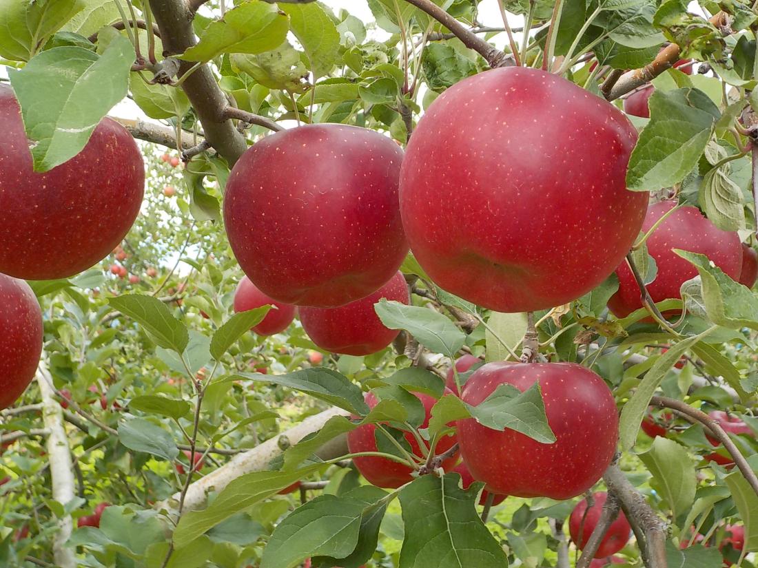 信州高山村観光協会　信州高山村りんご収穫体験の写真