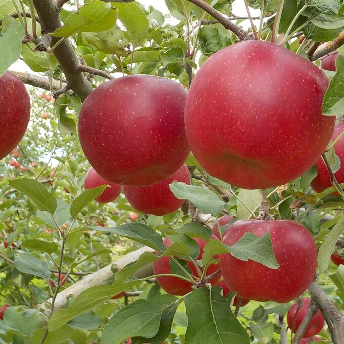 信州高山村観光協会　信州高山村りんご収穫体験の写真