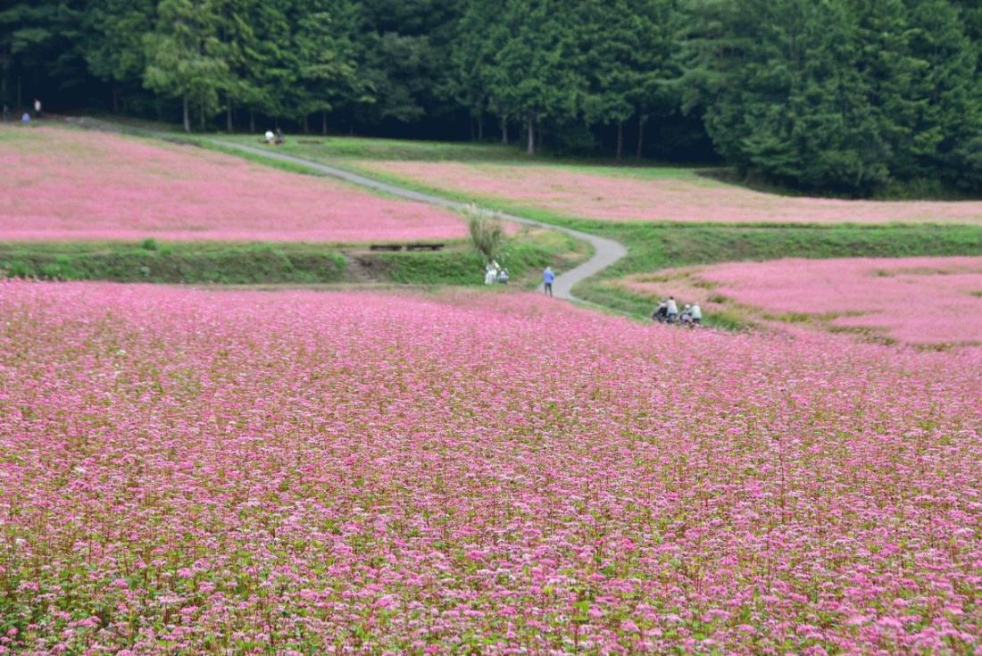赤そばの里祭りの写真