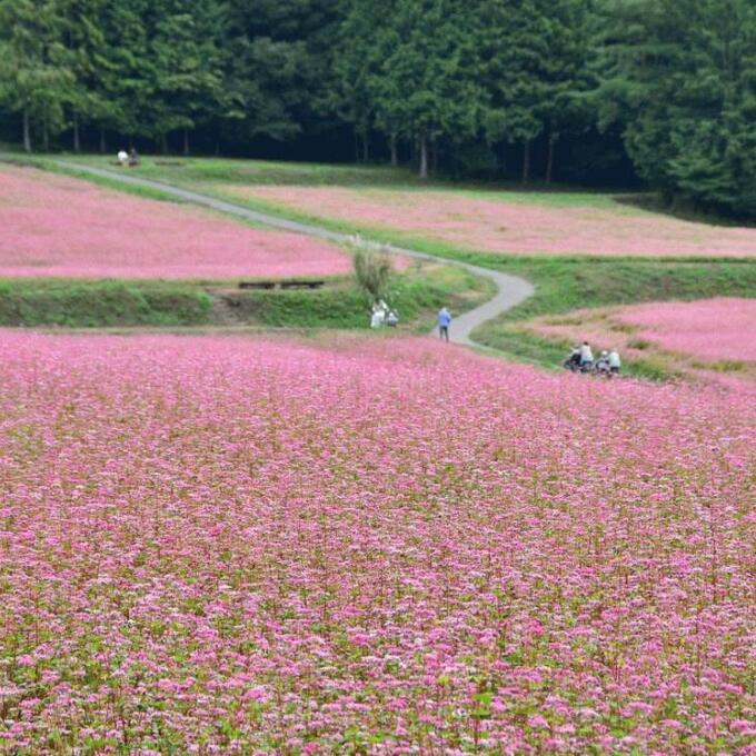 赤そばの里祭りの写真